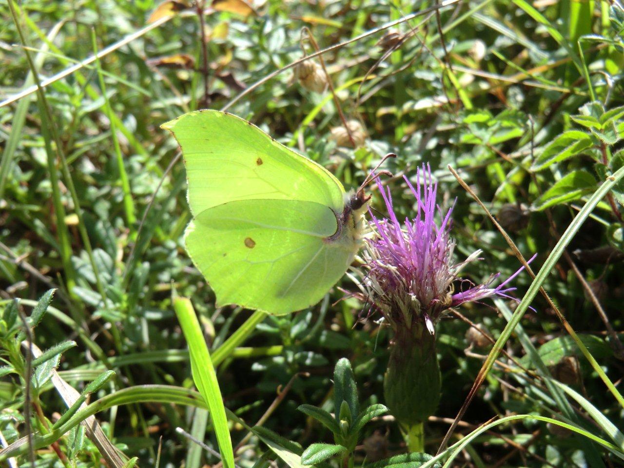 Male brimstone feeding. The leaf-like appearance on the underside of the wings is used for camouflage when hibernating amongst holly, ivy or bramble leaves in the winter. This male was seen patrolling the bordering hedgerow, probably looking for a mate.