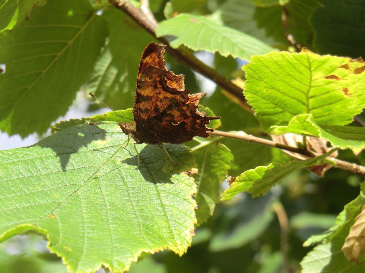 Comma perching on a hazel leaf.  This perching behavior is witnessed in males post-hibernation where they wait for females, and will often fly back to the same spot if disturbed. Notice the white mark on the underside of the wing that gives this species its name.