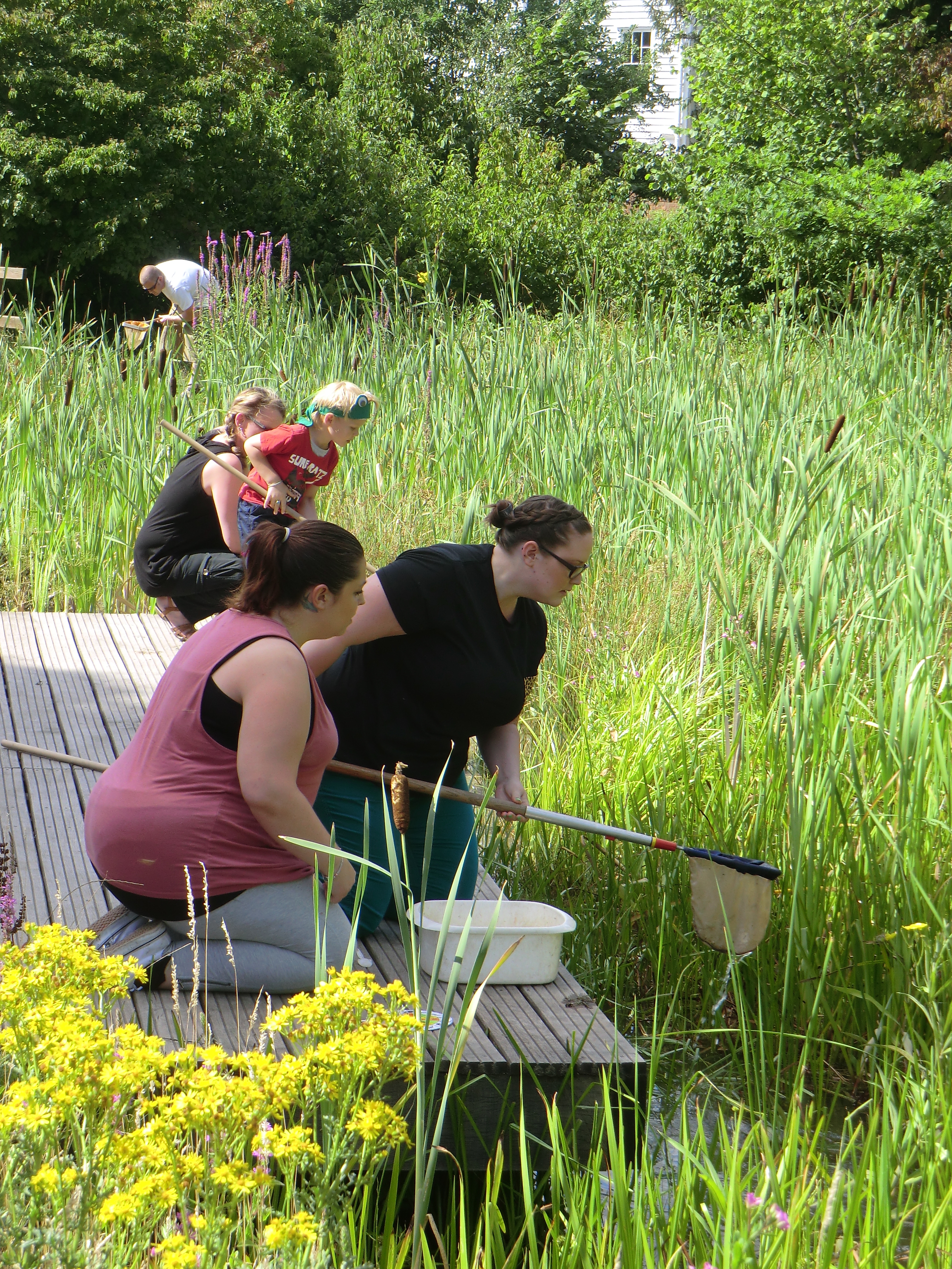 Enjoying pond dipping during our Summer Bioblitz