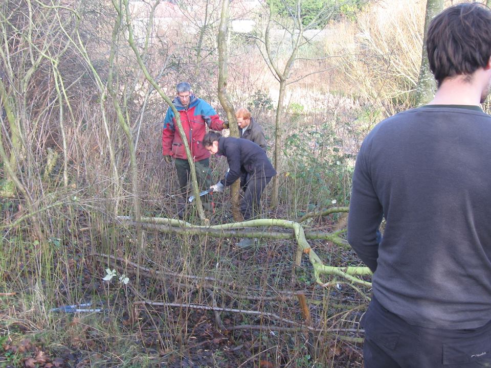 Volunteers get to grips with cutting the pleachers