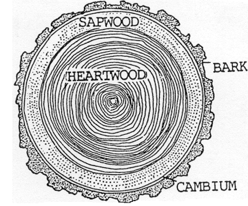 Cross-section of a tree showing the different layer. For the tree to stay alive the sampwood, cambium and bark need to be left intact