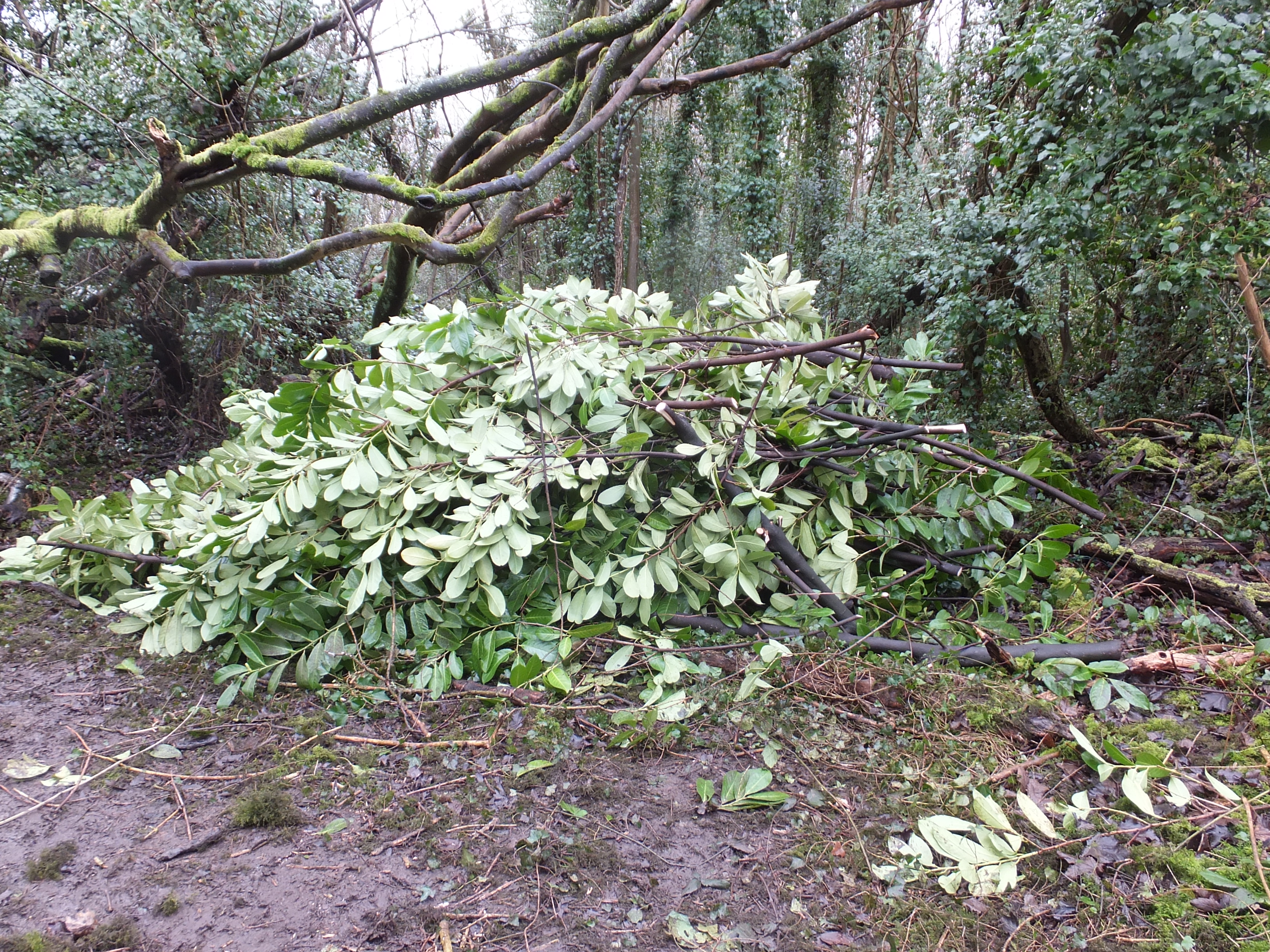 Volunteers cutting back the cherry laurel