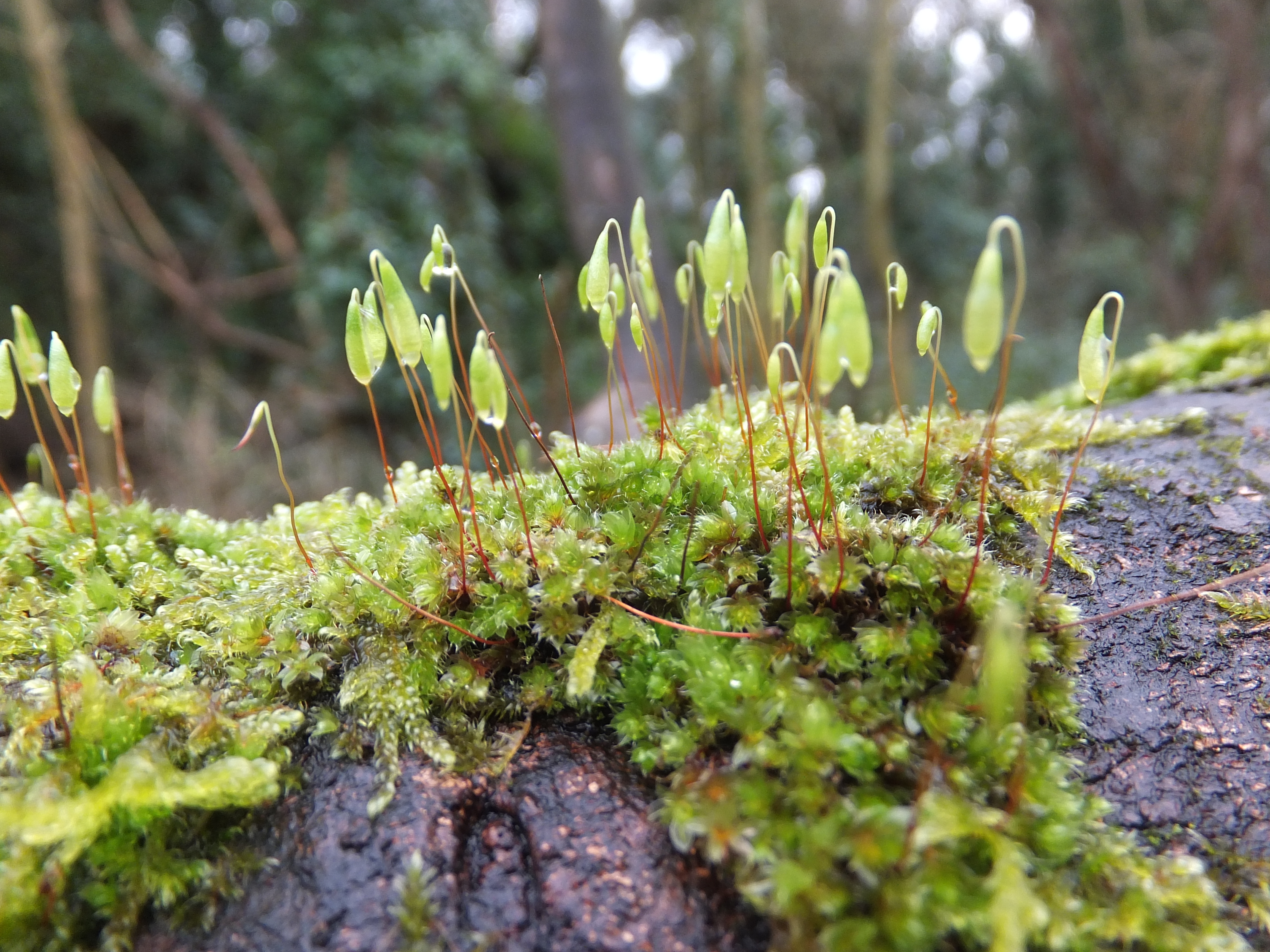 Moss growing on deadwood