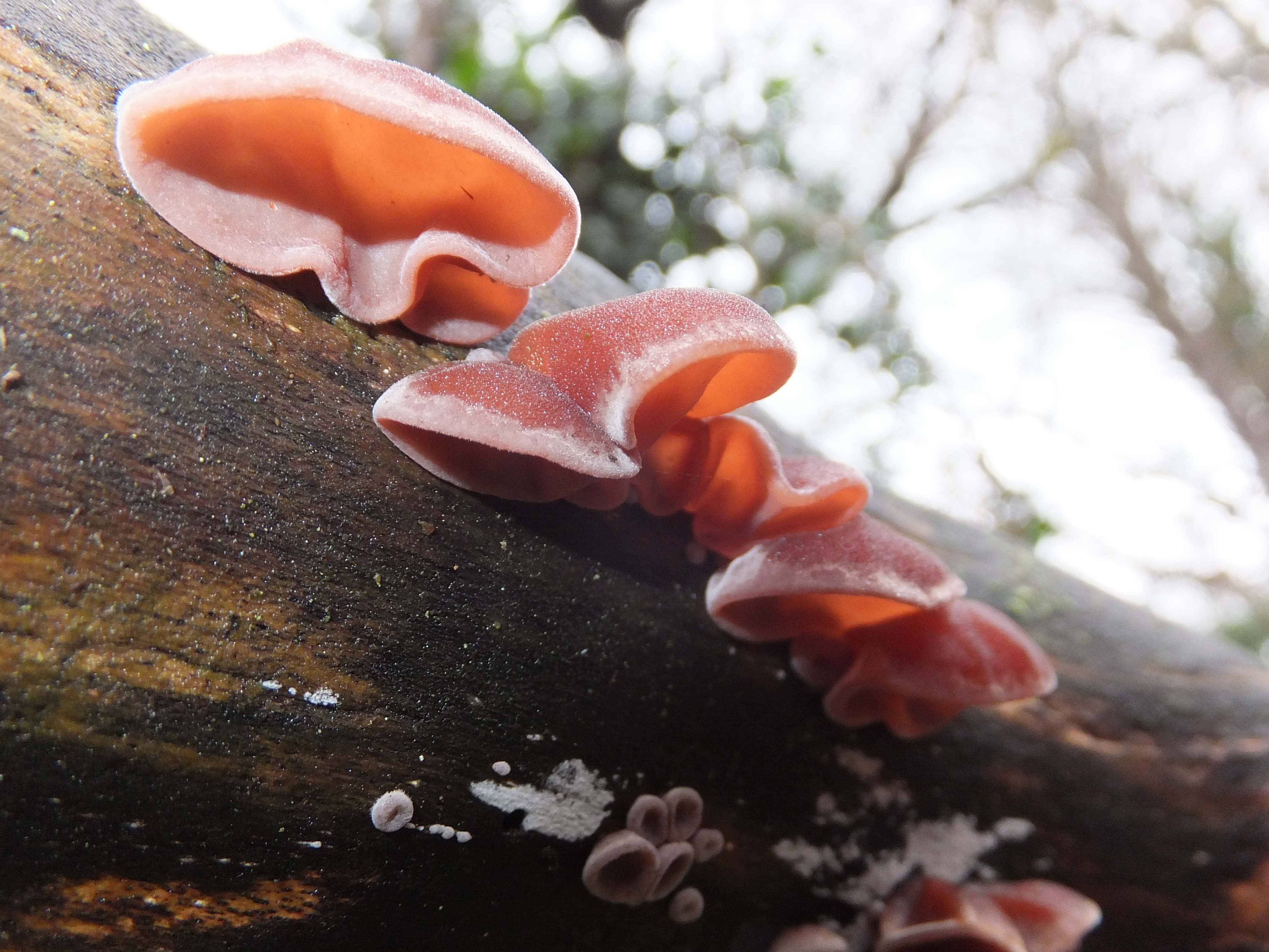 Jelly-eared fungi