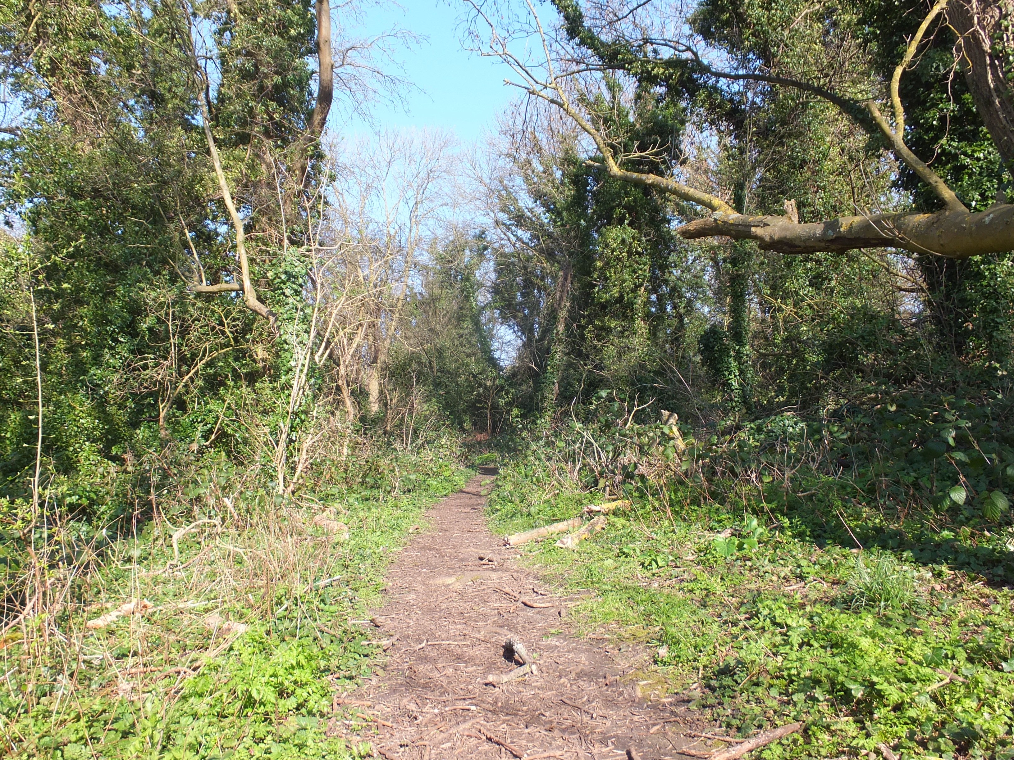 Queen Mary's Woodland