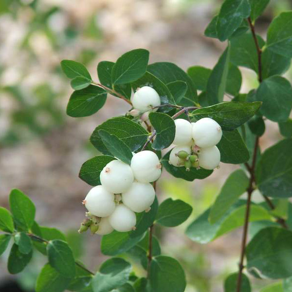 Snowberry Bashing at Roundshaw Woods Sutton Nature