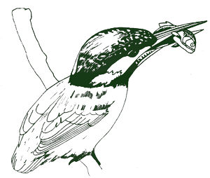 SNCV kingfisher green